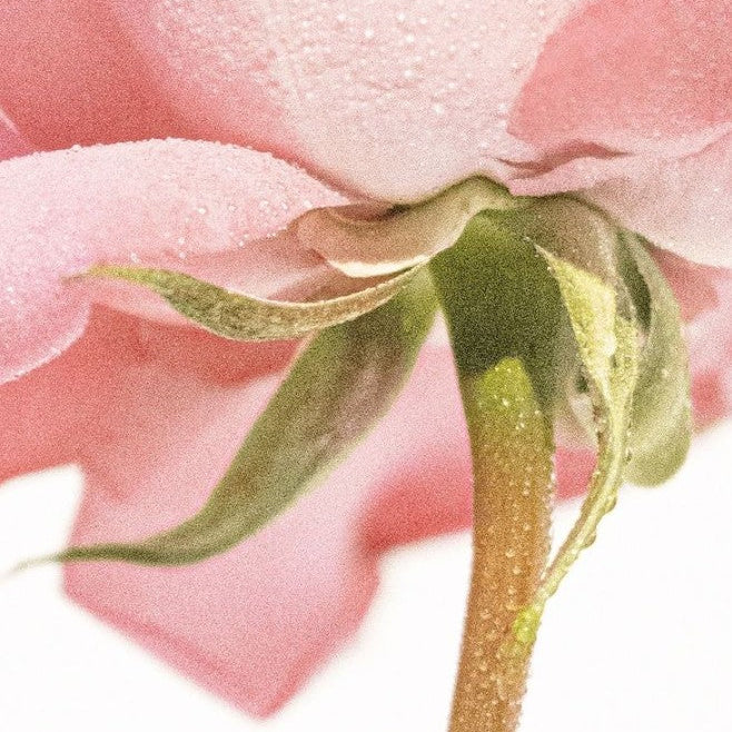 KRAIVE Solid Perfume Balm - hfp Modern Rose